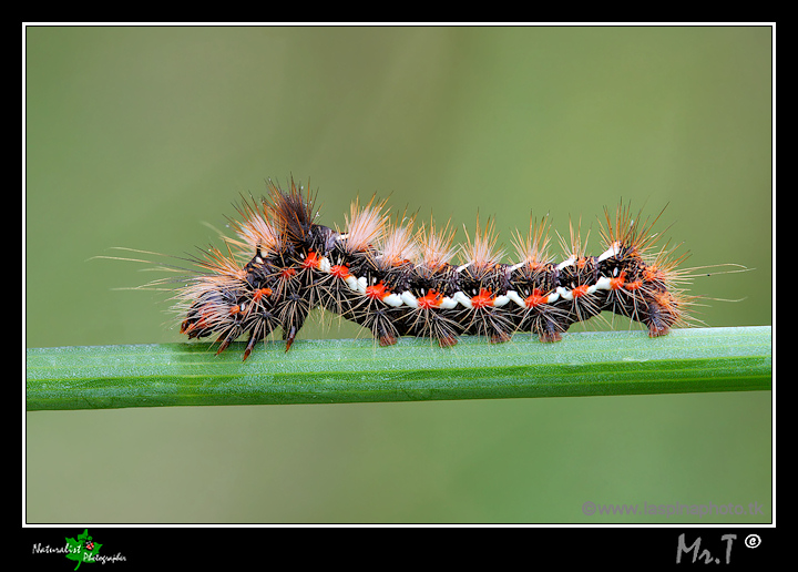 Bruchetto di? aiuto identificazione!! - A. (Viminia) rumicis