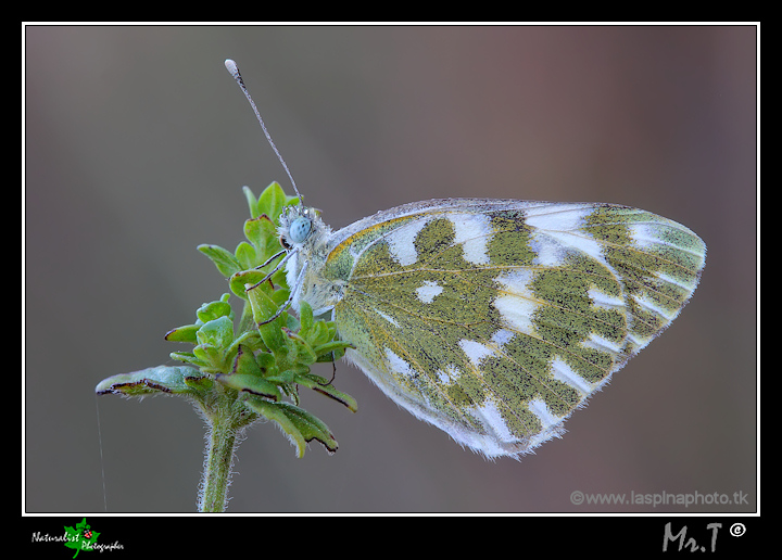 Farfalla da identificare giallo-verde e bianca! - P. edusa
