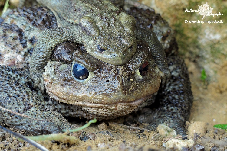 Coppia di Rospi? aiuto identificazione!!! Bufo bufo