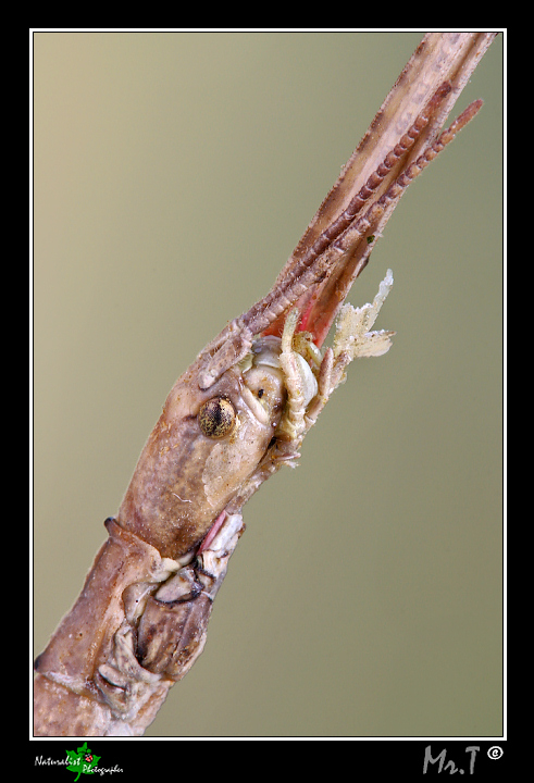 Phasmatodea...ma quale? Bacillus rossii