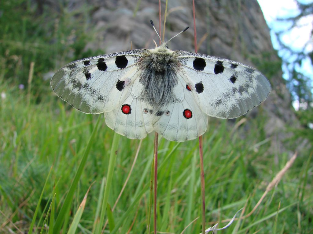 Parnassius Apollo