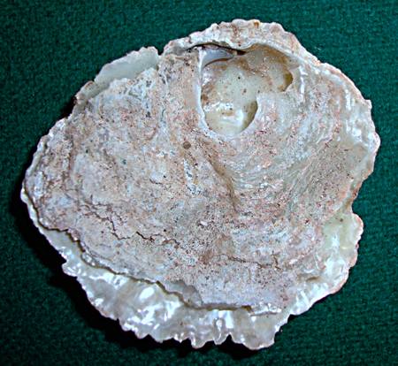 Philine angulata o Haliotis ?