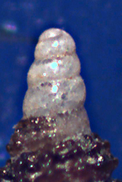 richiesta di conferma