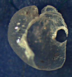 Philine angulata o Haliotis ?