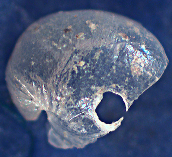 Philine angulata o Haliotis ?