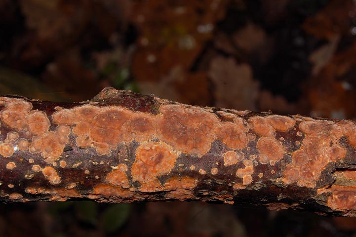 Ritrovamento n° 1 del 26-11-2011 (Phlebia radiata)