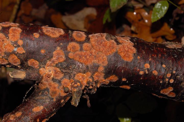 Ritrovamento n° 1 del 26-11-2011 (Phlebia radiata)