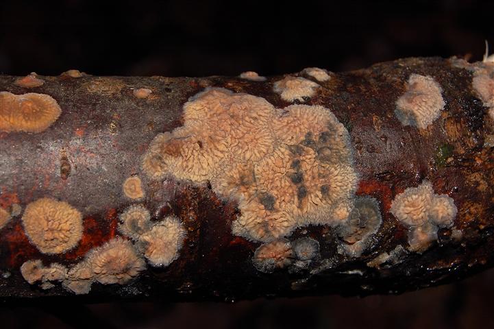 Ritrovamento n° 1 del 26-11-2011 (Phlebia radiata)