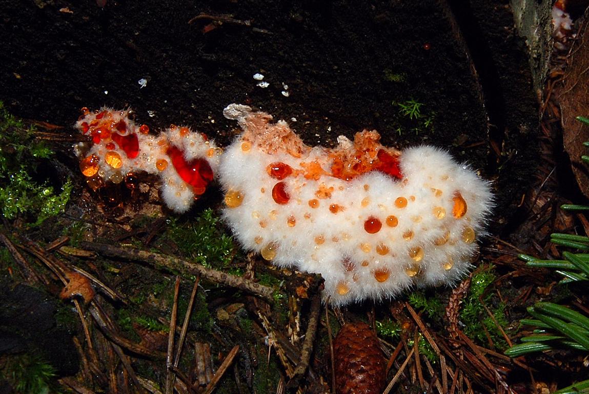 Postia ptychogaster (F. Ludw.) Vesterh.