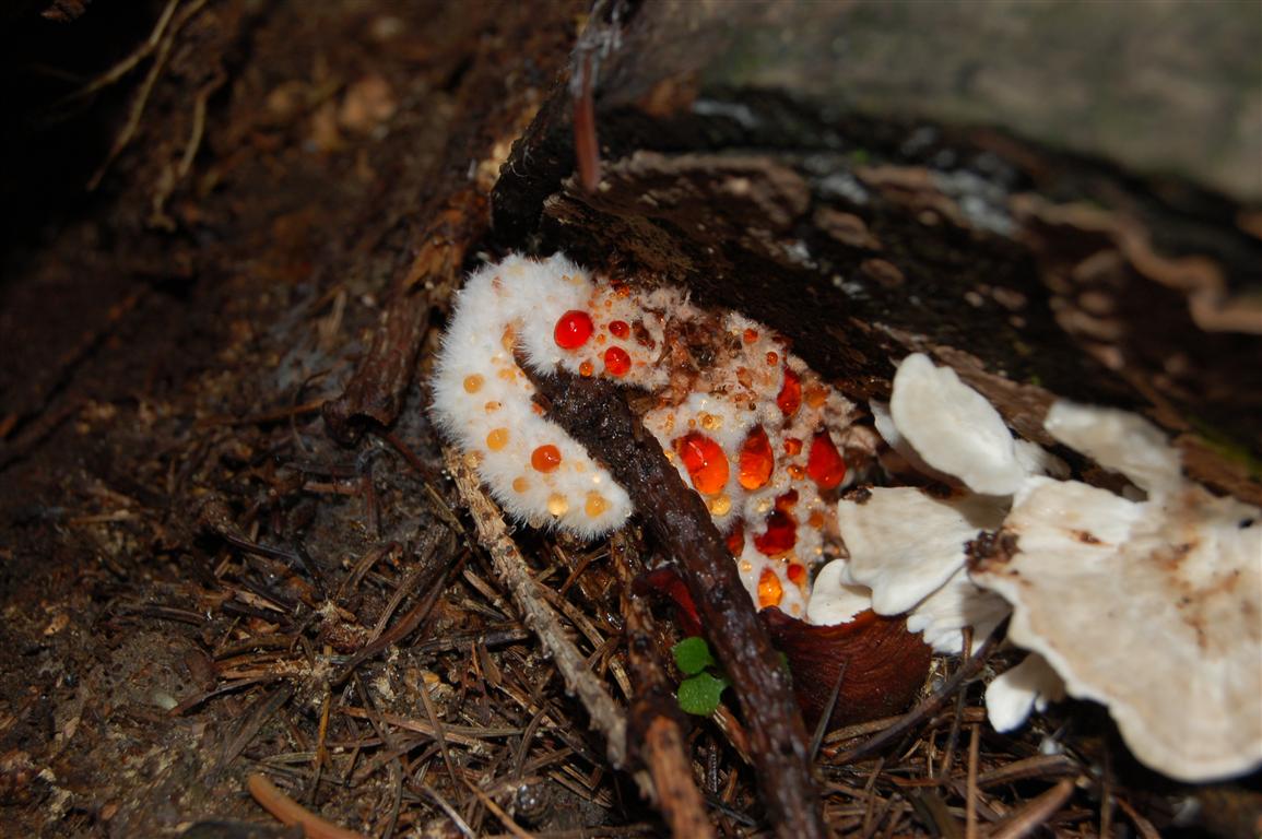 Postia ptychogaster (F. Ludw.) Vesterh.