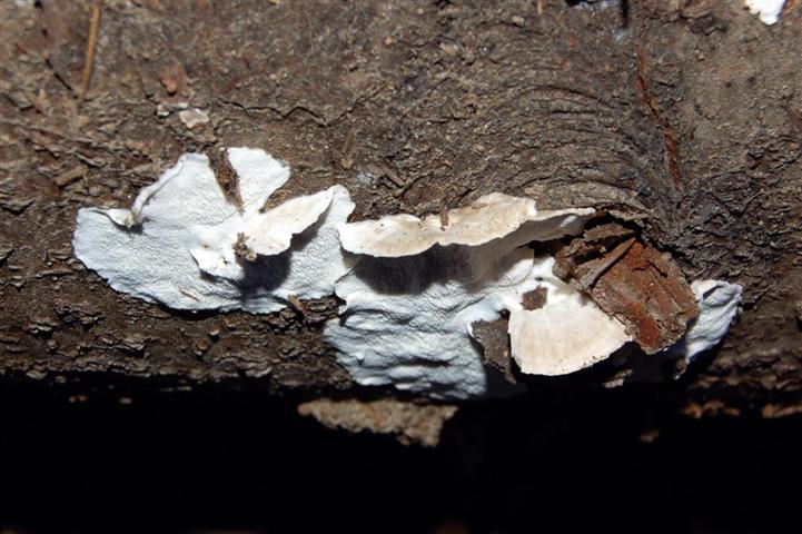 Postia ptychogaster (F. Ludw.) Vesterh.