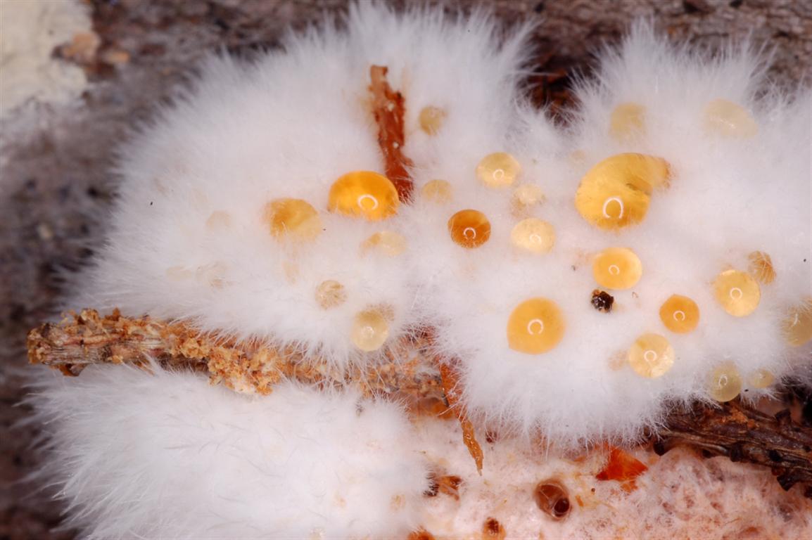 Postia ptychogaster (F. Ludw.) Vesterh.