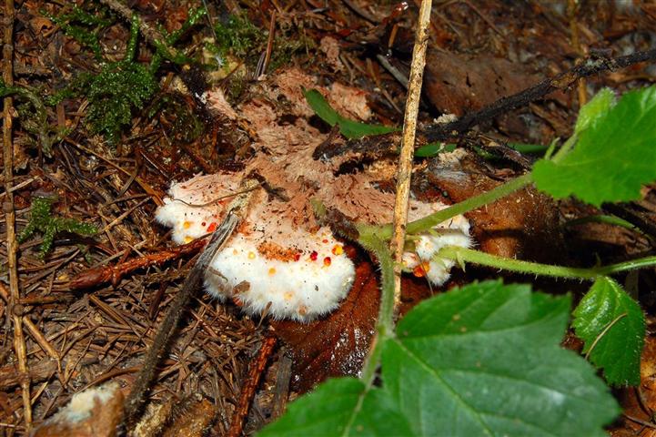 Postia ptychogaster (F. Ludw.) Vesterh.