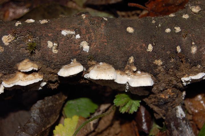 Ritrovamento n° 2 del 26-11-2011 (Irpex lacteus)