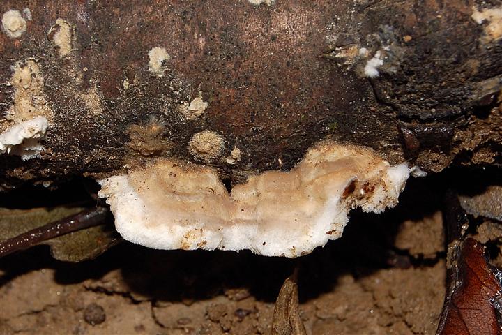 Ritrovamento n° 2 del 26-11-2011 (Irpex lacteus)