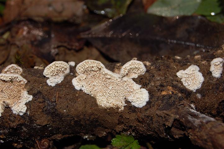 Ritrovamento n° 2 del 26-11-2011 (Irpex lacteus)