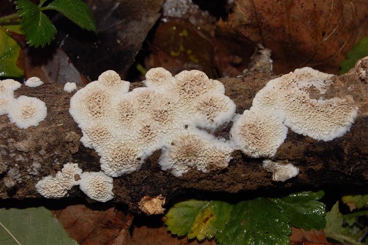 Ritrovamento n° 2 del 26-11-2011 (Irpex lacteus)