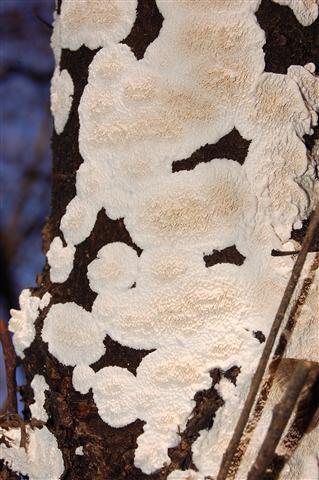Ritrovamento n 5 del 26-11-2011 (Irpex lacteus)