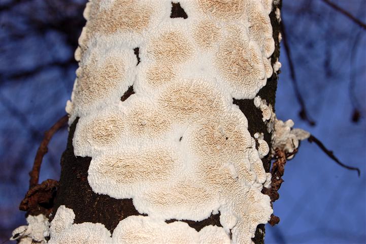 Ritrovamento n 5 del 26-11-2011 (Irpex lacteus)