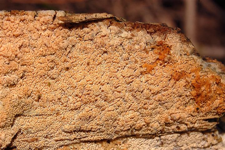 Ritrovamento n 5 del 11-03-2012 (Hyphodontia arguta)