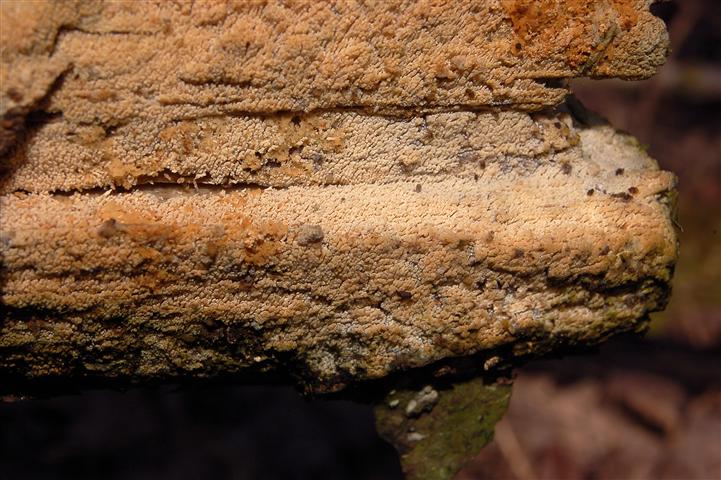 Ritrovamento n 5 del 11-03-2012 (Hyphodontia arguta)