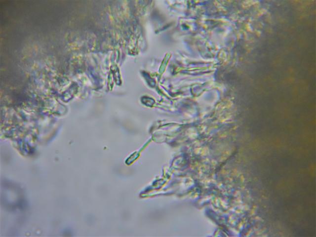 Ritrovamento n 5 del 11-03-2012 (Hyphodontia arguta)