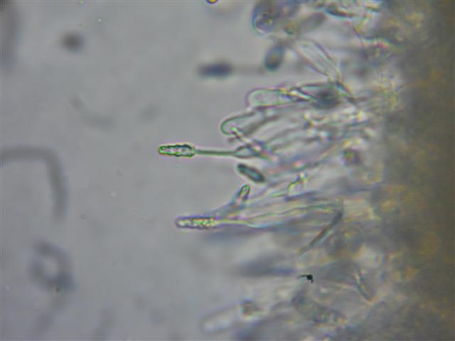 Ritrovamento n 5 del 11-03-2012 (Hyphodontia arguta)