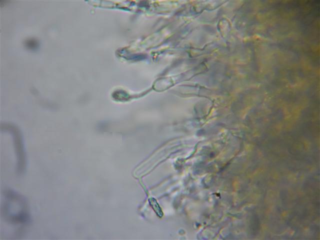 Ritrovamento n 5 del 11-03-2012 (Hyphodontia arguta)