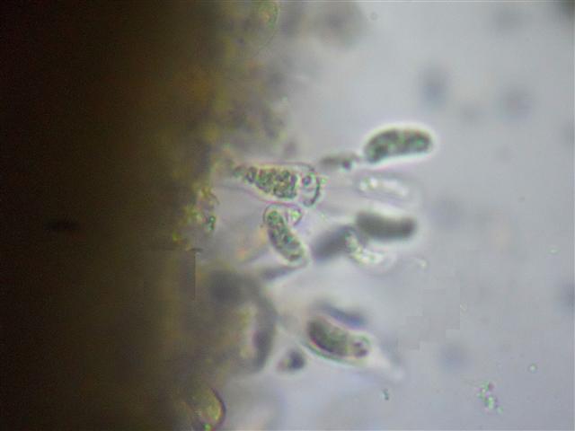 Vuilleminia (Vuilleminia comedens)