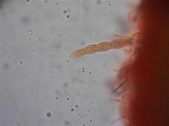Vuilleminia (Vuilleminia comedens)