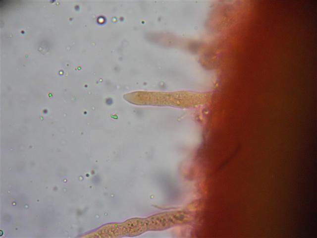 Vuilleminia (Vuilleminia comedens)