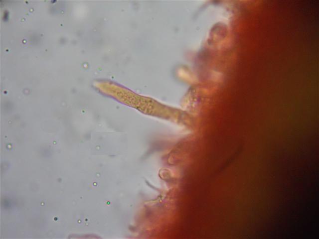 Vuilleminia (Vuilleminia comedens)