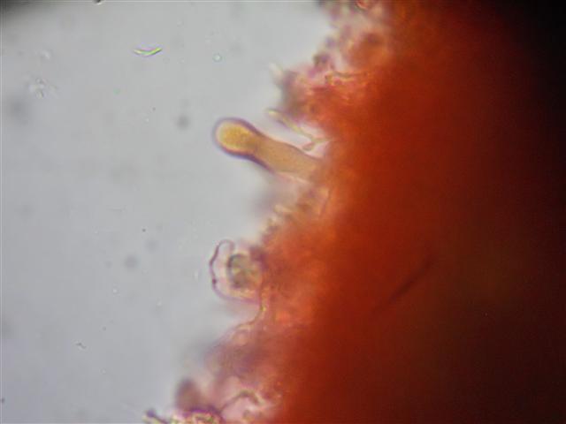 Vuilleminia (Vuilleminia comedens)