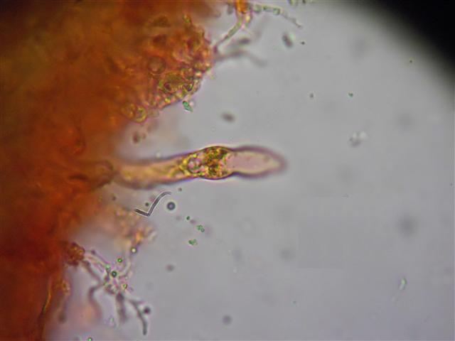 Vuilleminia (Vuilleminia comedens)