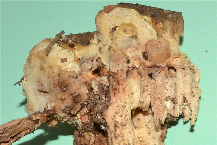 Ritrovamento n� T_1 del 20-06-2012