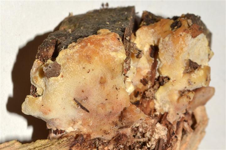 Ritrovamento n� T_1 del 20-06-2012