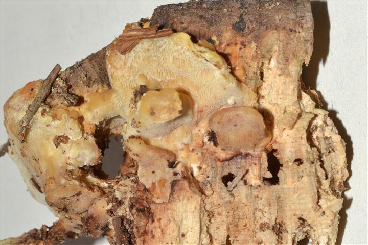 Ritrovamento n� T_1 del 20-06-2012