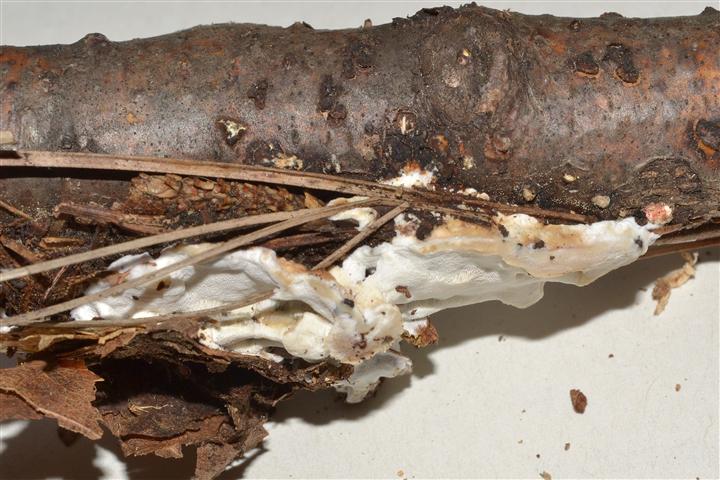 Ritrovamento n� T_2 del 20-06-2012