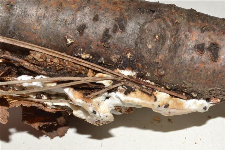 Ritrovamento n� T_2 del 20-06-2012