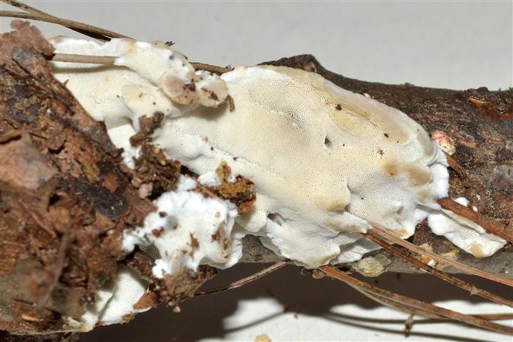 Ritrovamento n� T_2 del 20-06-2012