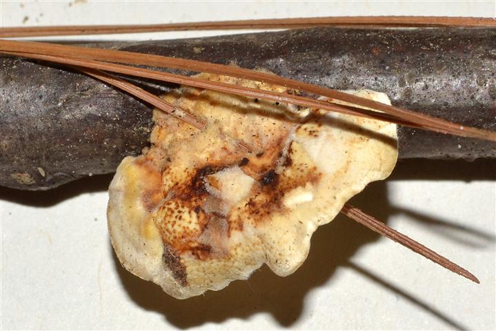 Ritrovamento n� T_3 del 20-06-2012