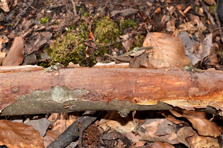 Vuilleminia (Vuilleminia comedens)