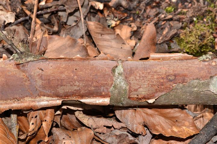 Vuilleminia (Vuilleminia comedens)