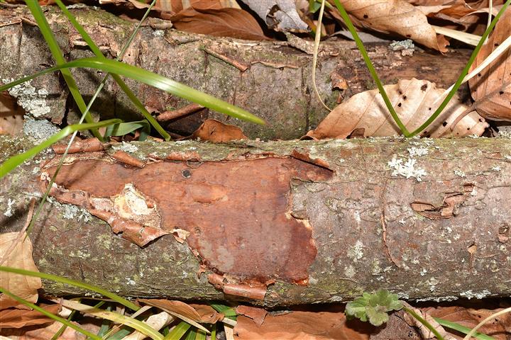 Vuilleminia (Vuilleminia comedens)