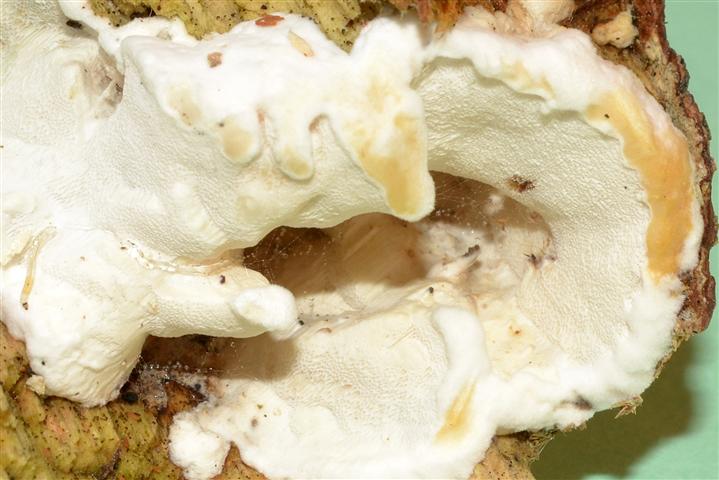 Ritrovamento n� S_6 del 20-06-2012