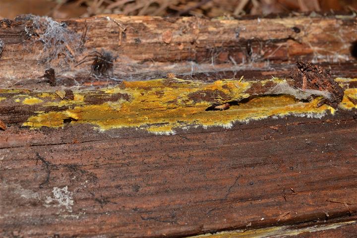 Ritrovamento n� 5 del 04-05-2012 (Crustoderma dryinum)