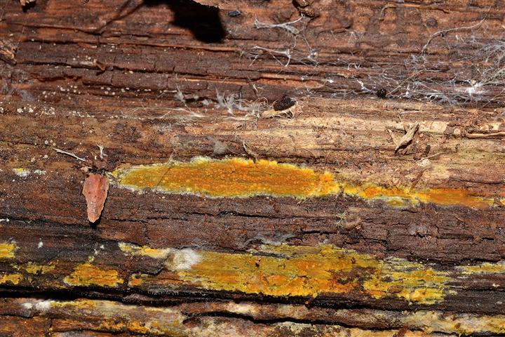 Ritrovamento n� 5 del 04-05-2012 (Crustoderma dryinum)