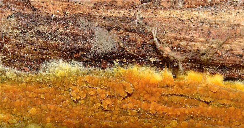 Ritrovamento n� 5 del 04-05-2012 (Crustoderma dryinum)