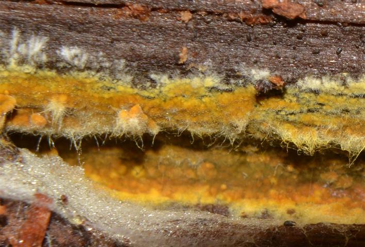 Ritrovamento n� 5 del 04-05-2012 (Crustoderma dryinum)