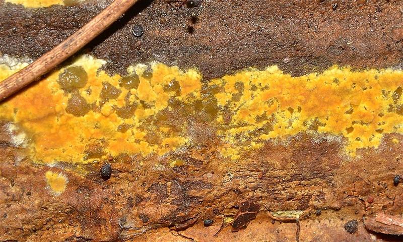 Ritrovamento n� 5 del 04-05-2012 (Crustoderma dryinum)